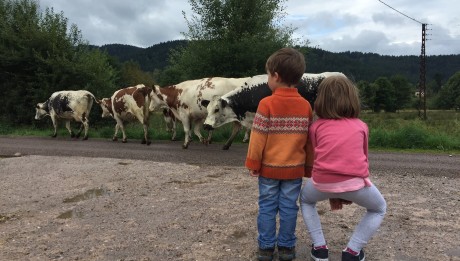 Face aux vaches dans les Vosges