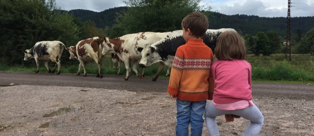 Face aux vaches dans les Vosges