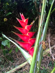 balisier Anse couleuvre Martinique