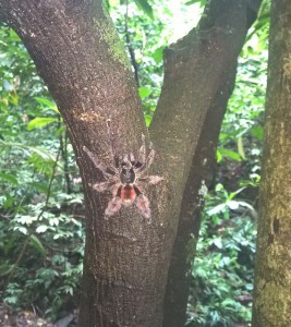 Mygale en Martinique