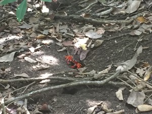 Crabe de Martinique