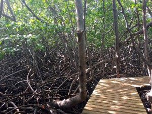 mangrove  martinique