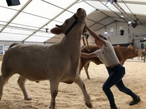 foire agricole de Ettelbruck