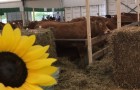 FOIRE AGRICOLE A ETTELBRUCK