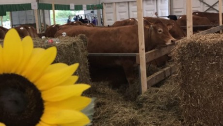 foire agricole de Ettelbruck