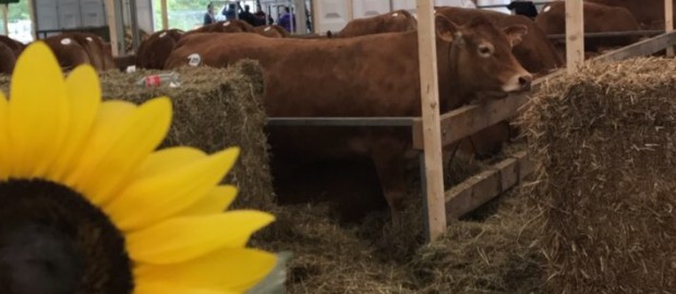 foire agricole de Ettelbruck
